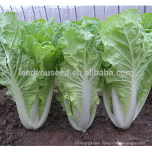 KC03 Bobang fast grow f1 hybrid pakchoi seeds Chinese cabbage seeds